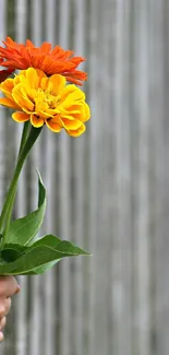 Hand holding multicolored flowers against a gray fence.