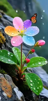 Colorful flower with butterfly and dewdrops.