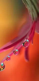 Vibrant pink flower with droplets on orange background.