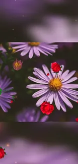 Wallpaper featuring purple daisies and red roses.