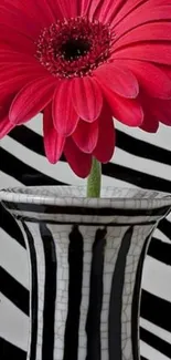 Red flower in striped vase with zebra pattern background.