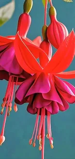 Close-up of a vibrant fuchsia flower with red petals and green leaves.