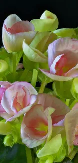 Vibrant green and pink flower bouquet wallpaper.