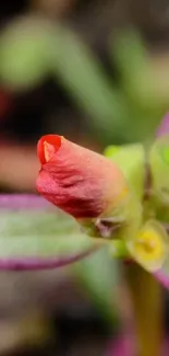 Close-up of a vibrant red flower bud with green leaves.