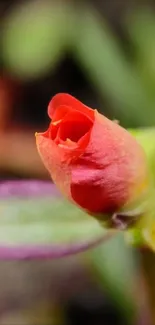 Close-up of a vibrant flower bud with colorful petals.