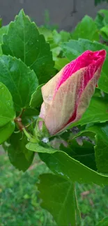 Close-up of a vibrant flower bud with green leaves.