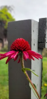 Red flower with rustic wooden fence background.