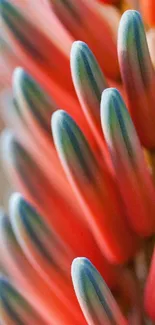 Vibrant close-up image of colorful flower petals in bloom.