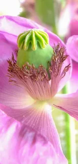 Close-up of a vibrant pink flower with a green center.