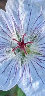 Close-up of a vibrant flower with delicate light blue petals and purple veins.