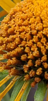 Close-up of vibrant orange flower petals and details.