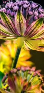 Close-up of vibrant flower showcasing colorful and detailed petals.