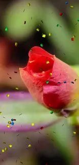 Vibrant red flower bud with colorful confetti.