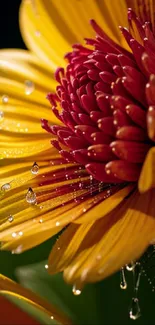 Vibrant yellow flower with dew droplets.