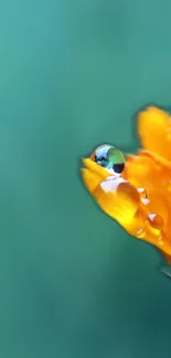 Close-up of a vibrant orange flower with dewdrops on a teal background.