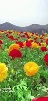 A vibrant field of red and yellow flowers with a mountainous backdrop.