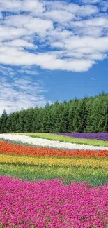 Colorful field of flowers under a bright blue sky.