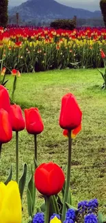 Vibrant field of red tulips against a mountainous backdrop.