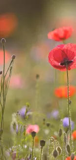 Colorful poppies and wildflowers in a sunlit field.