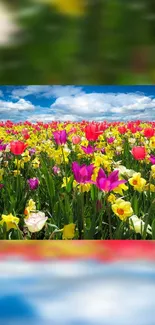 Blooming flower field with pink tulips and yellow daffodils under blue sky.