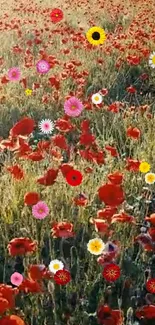 Vibrant flower field with red poppies and daisies in a lush green meadow.