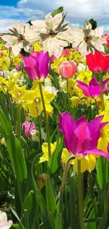 Vibrant field of tulips and daffodils under a blue sky.