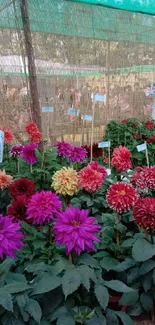 Colorful Dahlias in a vibrant garden display under a green sunshade.