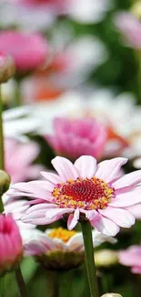 Pink and white flowers in a vibrant garden setting, ideal for nature lovers.