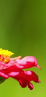 Vibrant pink flower on a green background, ideal for phone wallpaper.