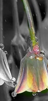 Close-up of a vibrant flower with dew drops on a gray background.