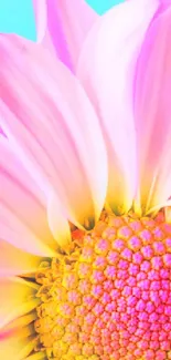 Bright pink flower with blue backdrop mobile wallpaper.