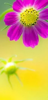 Vibrant pink flower with yellow green background.