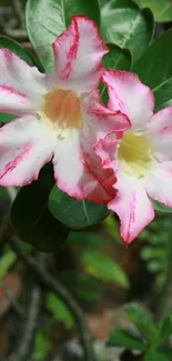 Mobile wallpaper featuring pink flowers and green leaves.