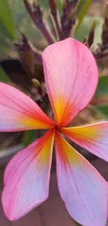 Vibrant pink and yellow flower wallpaper with a natural backdrop.