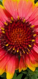 Close-up of a vibrant orange flower with yellow tips and green leaves.