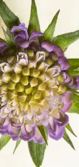 Close-up of a vibrant purple flower with green leaves on a light background.