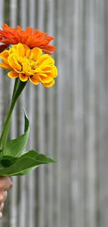 Hand holding vibrant flowers with a striped background.