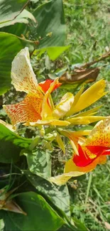 Vivid yellow and red flowers with lush green leaves.