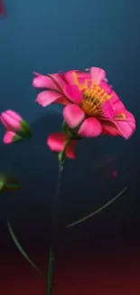 Vibrant pink flower with a dark gradient background.