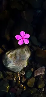 Purple flower on dark pebbles background.