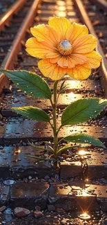 Orange flower growing on railway tracks with dewdrops.