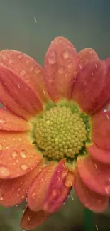 Close-up of vibrant orange flower with dewdrops on petals.