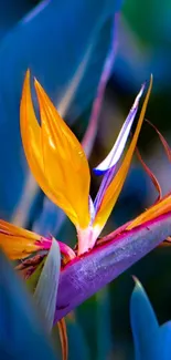 Colorful tropical flower against a blue background.