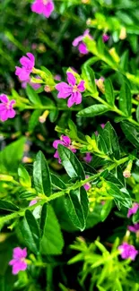 Vibrant mobile wallpaper with pink flowers and green leaves.