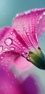 Close-up of pink flower with dew drops, perfect for phone wallpaper.