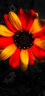 Vibrant red and yellow flower on dark background wallpaper.