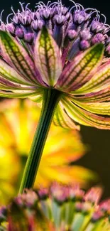 Close-up of a vibrant flower in full bloom with colorful petals.