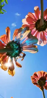 Colorful flowers against a bright blue sky.