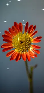 Vibrant orange flower with sparkles on a phone wallpaper background.