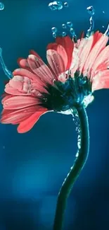 Vibrant red flower with water droplets on a blue background.